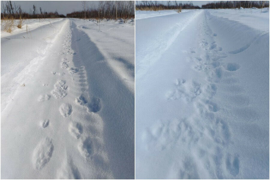 Следы серых хищников обнаружили амурские охотоведы
