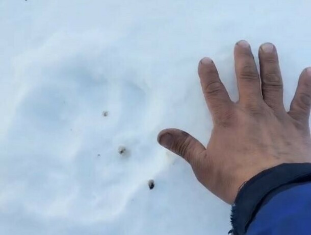 Следы тигра прямо возле Тыгды жители Приамурья сообщают об опасном хищнике неподалеку от села