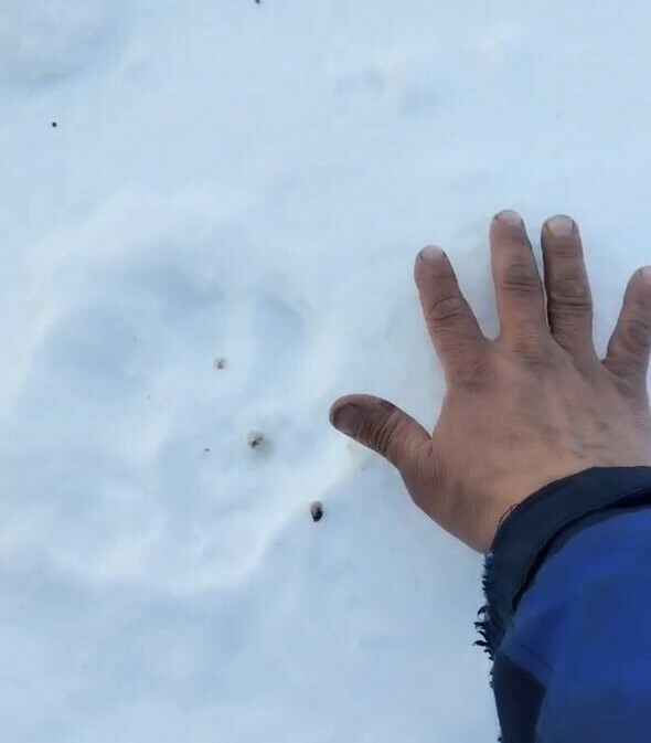 Следы тигра прямо возле Тыгды жители Приамурья сообщают об опасном хищнике неподалеку от села