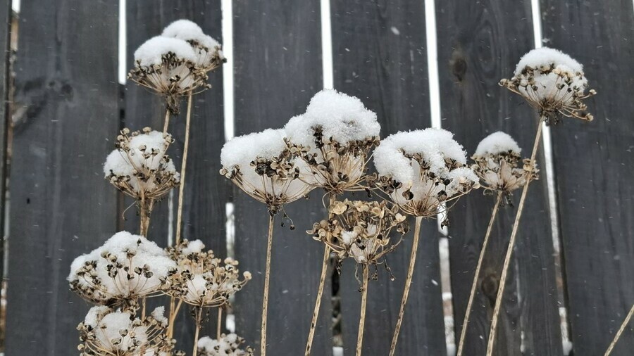В Амурской области пойдет снег прогноз на 4 марта