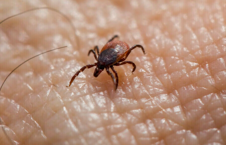 Первые проснувшиеся клещи уже впиваются в россиян