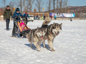 В Благовещенске на Лыжне России катали на собаках