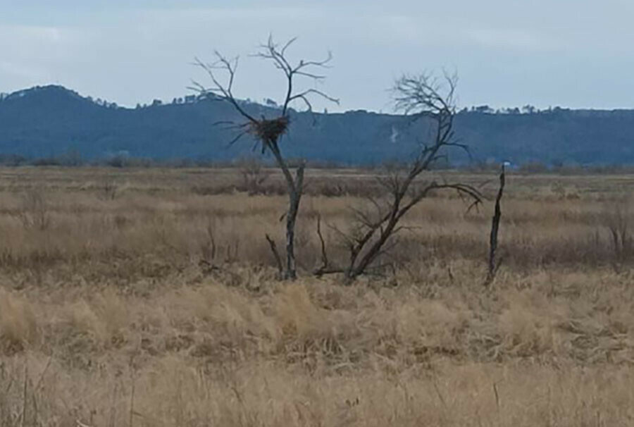 Специалисты Амурской области готовятся к встрече аистов 