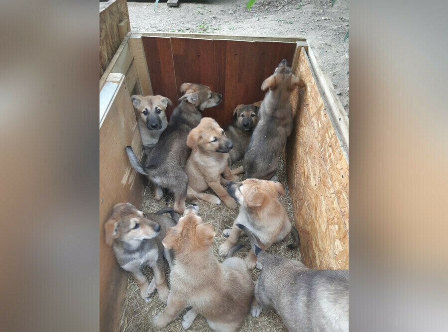 Более 50 тысяч за щенка амурчане купили несуществующих собак 