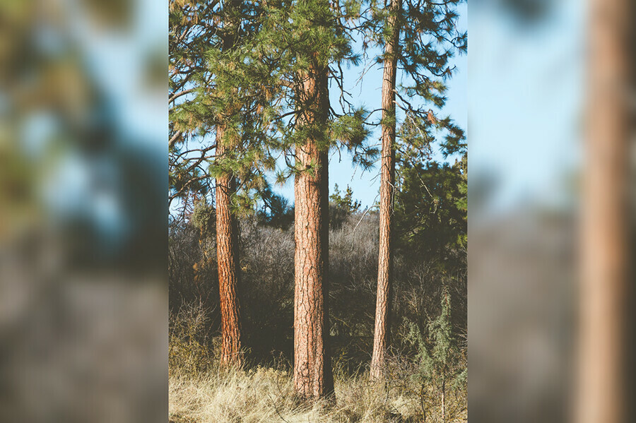 Ждет суда амурчанин спиливший сосны для бани