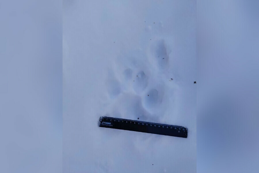 Специалисты подтвердили тигр ходил недалеко от Тыгды но в селе не был и собак не ел