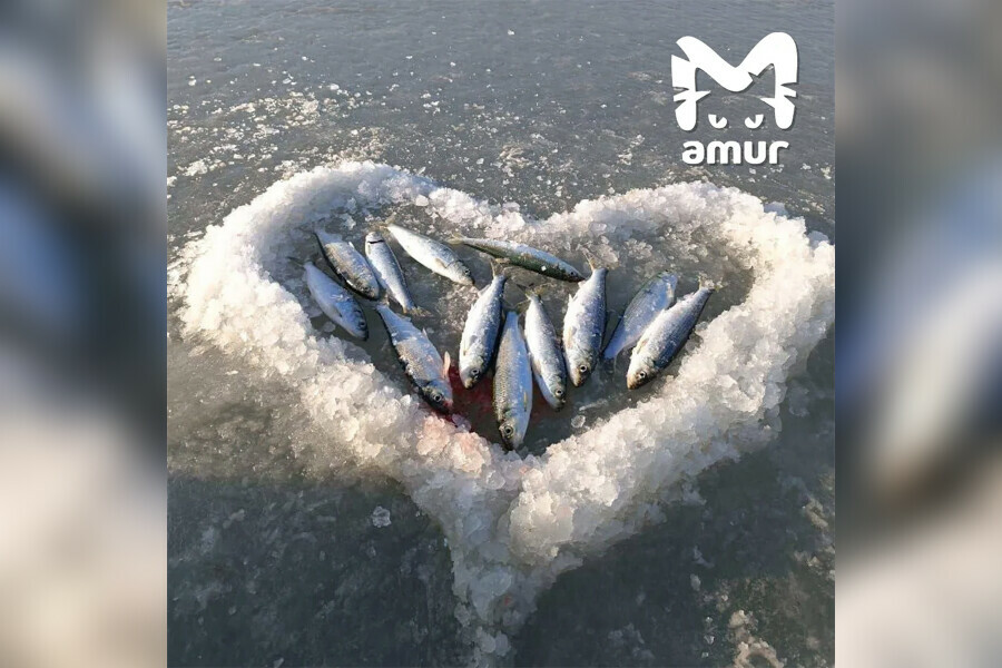 Сердце из селедки получили в подарок женщины на Дальнем Востоке  