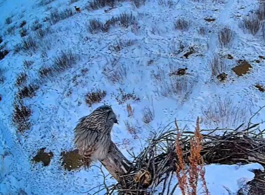В Амурской области наглая сова прилетела в чужое гнездо чтобы полакомиться мышкой видео