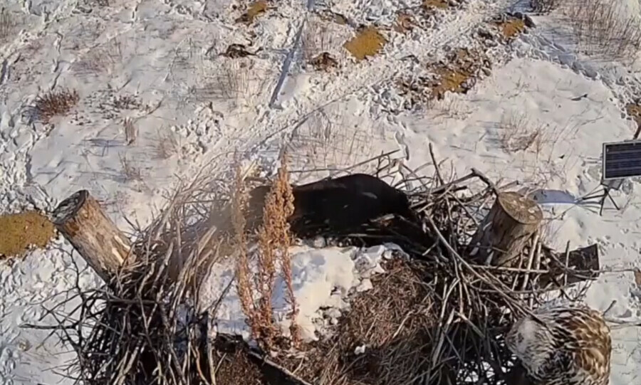  Ворона побила палкой канюказимняка в Муравьевском парке видео