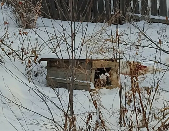 Валера смотри одной нету И второй тигр наполовину съел двух собак