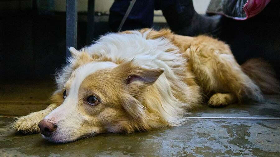 Штрафы за жестокое обращение с животными хотят значительно увеличить