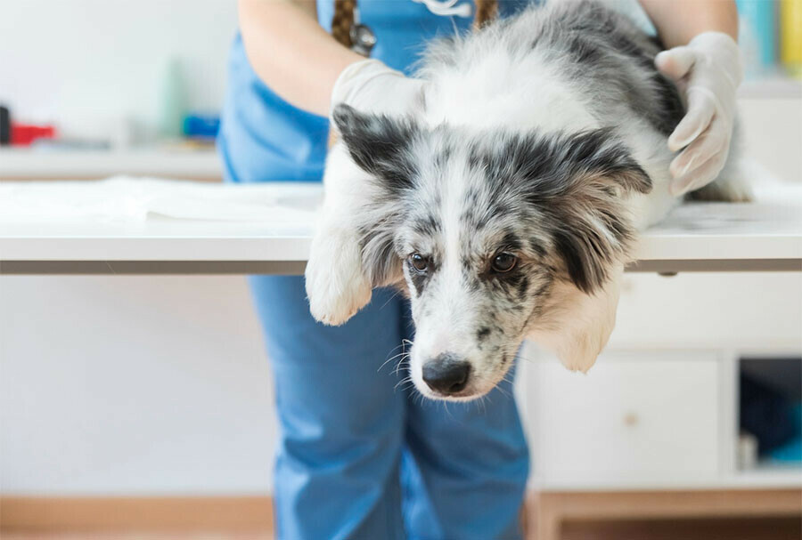 На стерилизации животных в Амурской области чаще экономят владельцы кобелей