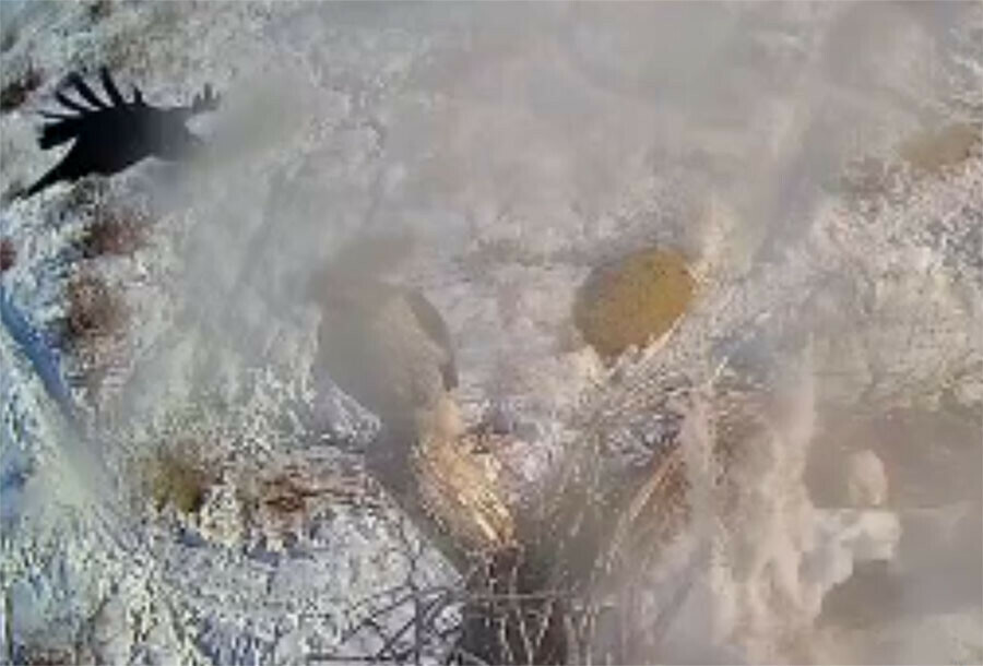 Ворона каркая во все воронье горло решила согнать ястреба с аистиного гнезда в амурском парке видео