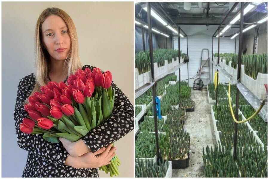 Тайны цветочного ремесла Или как благовещенка выращивает тысячи тюльпанов в гараже