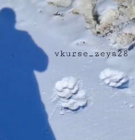 Следы крупного взрослого тигра заметили в нескольких километрах от амурской Ивановки видео