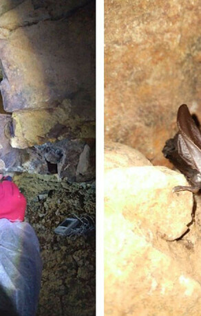 Сенсация в Хинганском заповеднике ученый впервые нашел зимовку рукокрылого фото