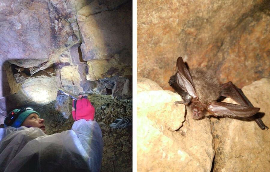 Сенсация в Хинганском заповеднике ученый впервые нашел зимовку рукокрылого 