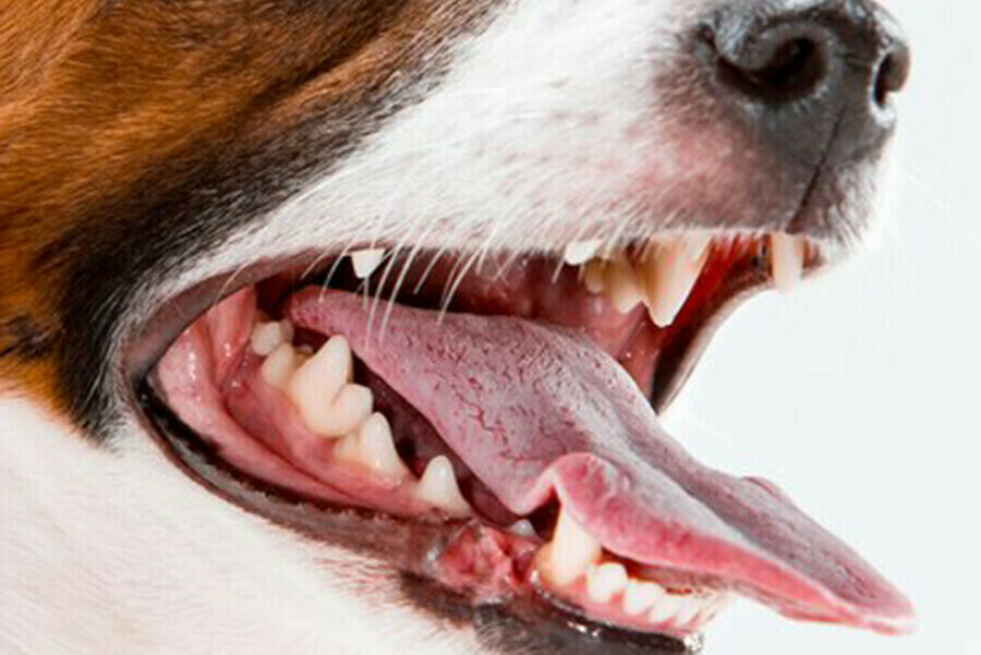 Жители центра Благовещенска стали свидетелями жуткого зрелища фото 