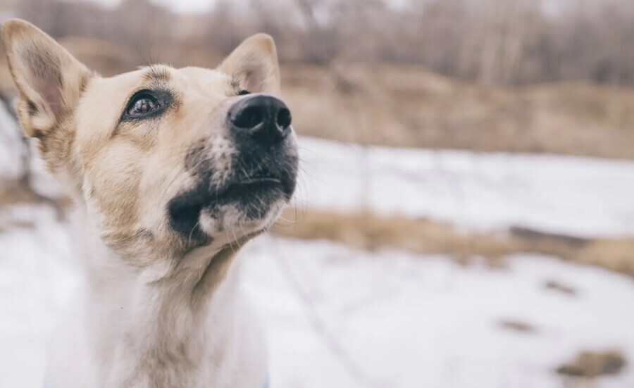 Мэрия Благовещенска отловила бродячих собак на которых жаловались жители  