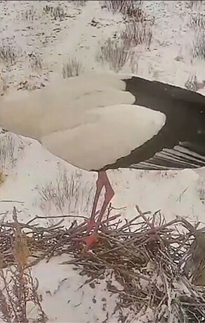Аисты летят в Амурскую область и наводят порядок видео