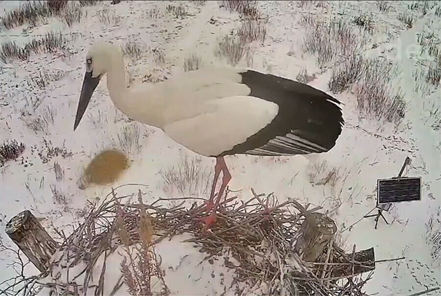 Аисты летят в Амурскую область и наводят порядок видео