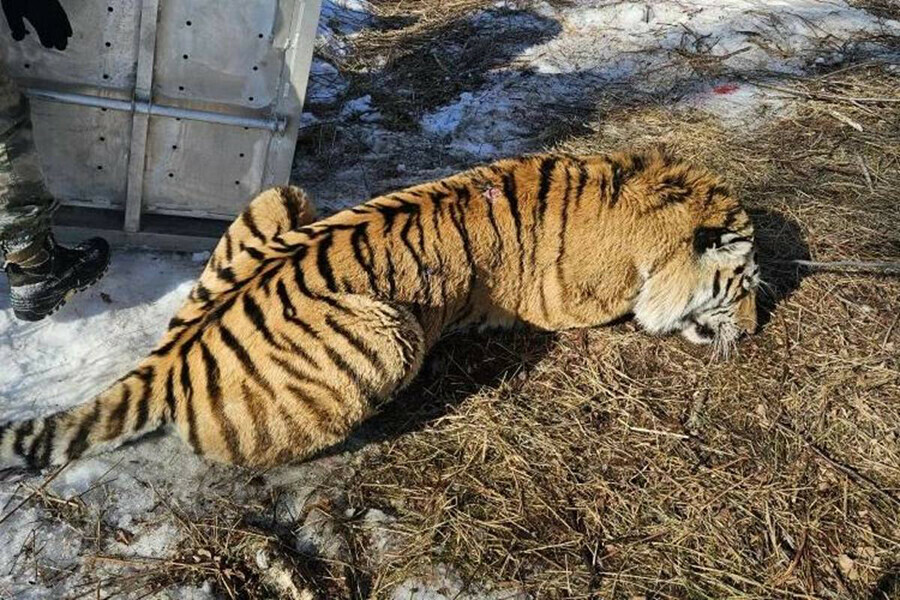 Пойман тигр который в феврале разорвал в Приморье человека фото