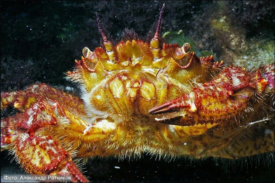 Ученые рассказали о волосатом пятиугольном обитателе водоемов Дальнего Востока