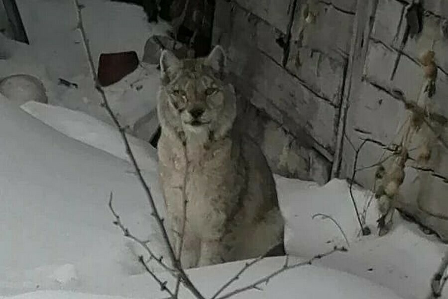 Дикое животное вызывающее восторг и осторожность вышло к населенному пункту Приамурья 