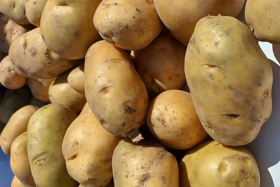 Все больше картофеля ввозят из Китая в Амурскую область