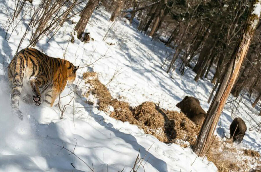 Не думай о секундах свысока догнал ли тигр кабанчика осталось за кадром фото
