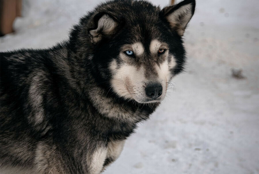 Домашняя лайка на самовыгуле пугает жителей Февральска