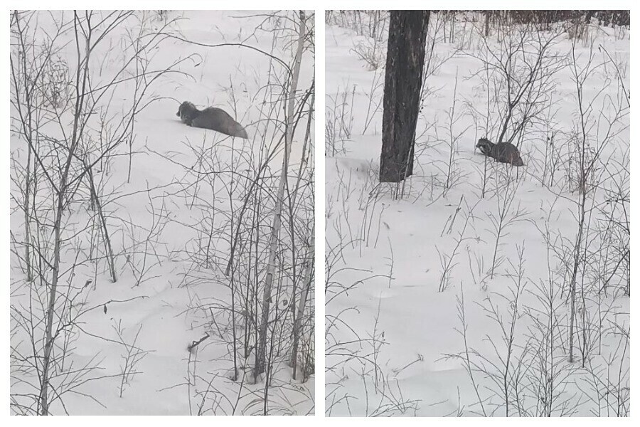 В Амурской области из спячки вышел представитель семейства псовых