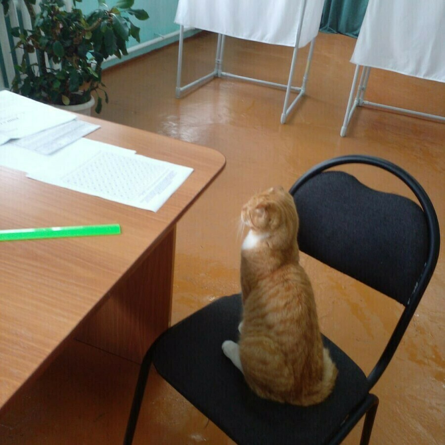 Госдума рассмотрит проект закона о запрете использовать ИИобразы