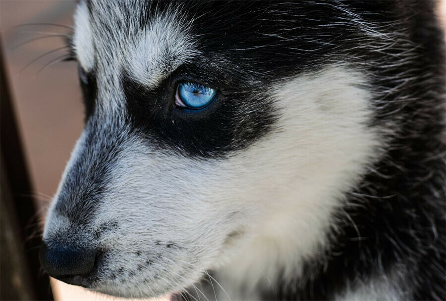 В Амурской области бездомная хаски вцепилась в лицо ребенку