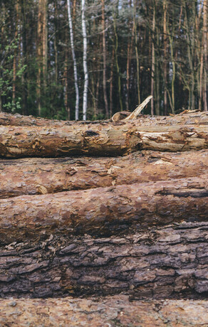 В Амурской области создан судебный прецедент впервые черный лесоруб сядет за решетку