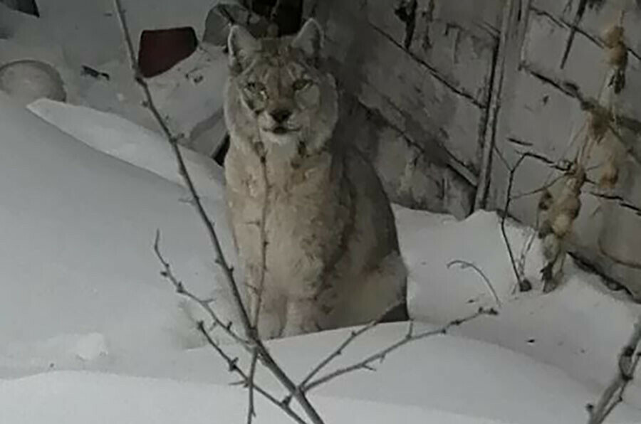 Сразу две рыси пришли к амурчанам
