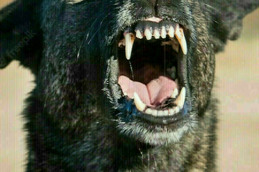 Серьезную психологическую травму нанесла ребенку бездомная собака в Благовещенске