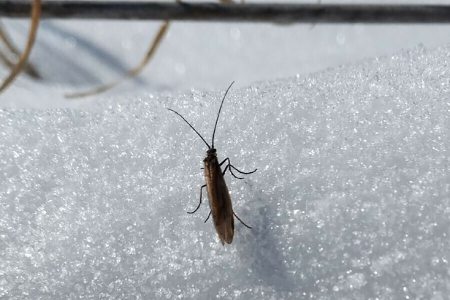 По снегу в заповеднике Приамурья побежали ручейники