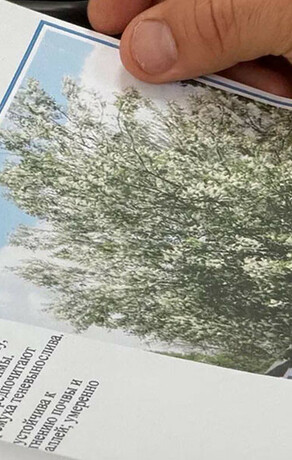 В Благовещенск для озеленения привезут крупномерные деревья с запада России