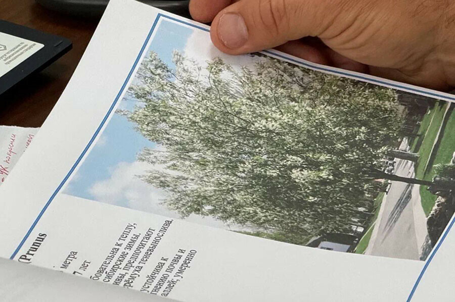 В Благовещенск для озеленения привезут крупномерные деревья с запада России