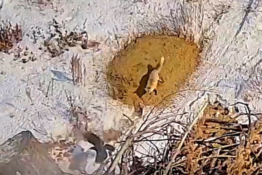 Лису без сыра атаковали вороны видео от амурского ученого видео