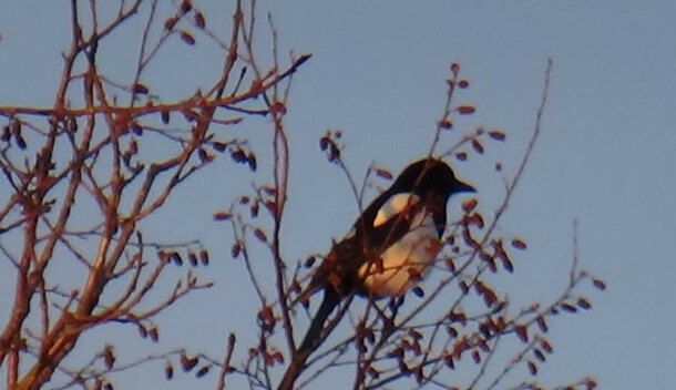 Прогноз погоды в Амурской области на субботу