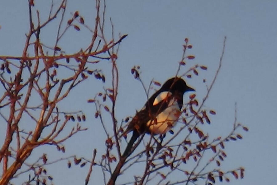 Прогноз погоды в Амурской области на субботу