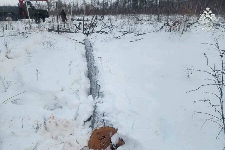  Амурчане валили лес и одно дерево упало на человека СК возбудил дело 