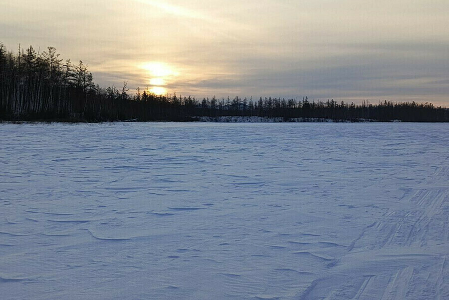 Лесное население посчитали в Амурской области 
