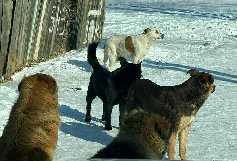 В Амурской области собаки организуют побеги За неделю оштрафованы десять амурчан