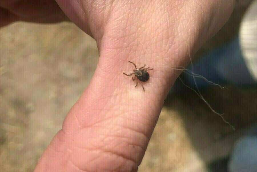 На Новотроицком шоссе Приамурья клещи открыли сезон