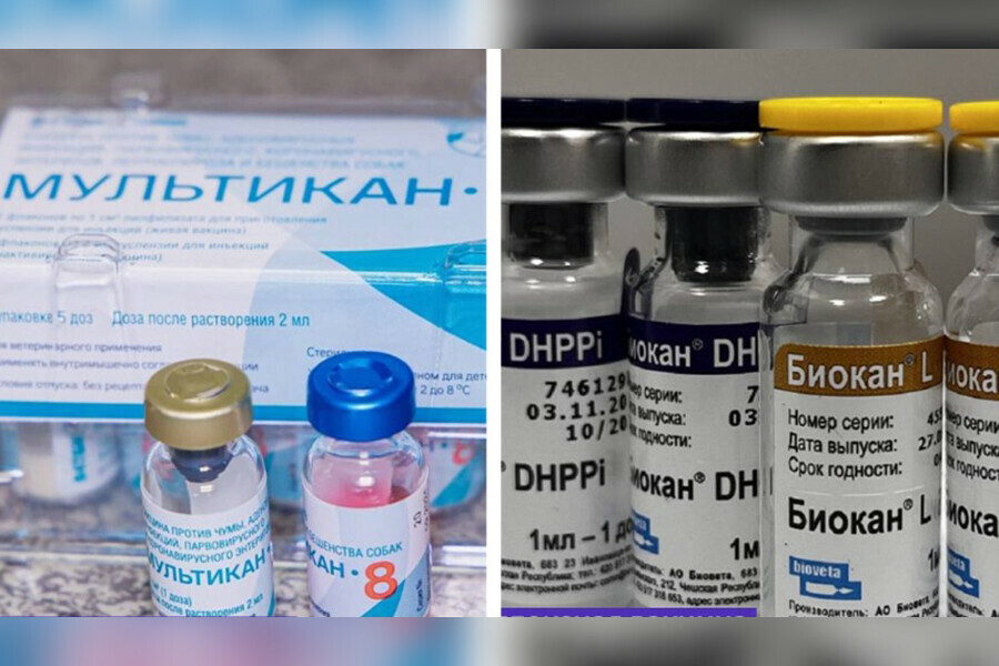 В России возник дефицит жизненно необходимых вакцин для домашних питомцев
