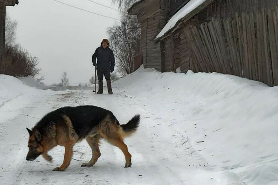 В Зее на даче брошенная хозяином голодная овчарка загрызла чужую собачонку