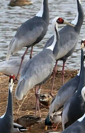 Ученым издалека пришла приятная новость о журавлике из Приамурья